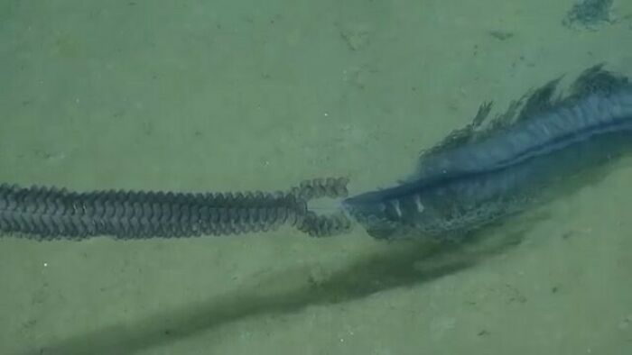 Recently, A Team From The Nautilus Live Expedition Happened Upon One Of The Most Fascinating-Looking Lifeforms In The World: A Rare, Purple Siphonophore 