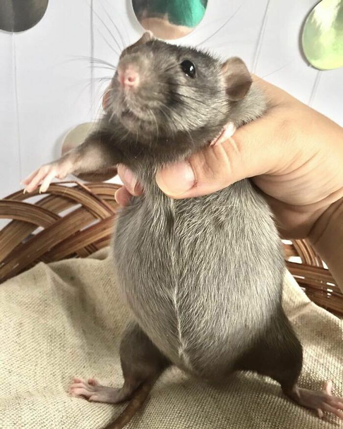 Our Jenny Is Due Today! So Excited For Her! How Many Jellybeans Do You Think Are In That Big Baby Bump?