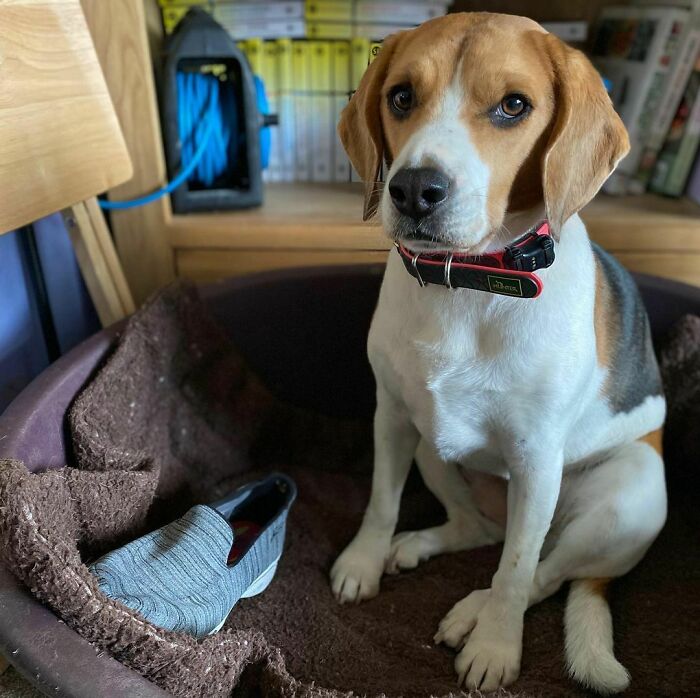 "I Had A Nice Day. Unfortunately, Mum Spoiled It By Putting Silly Flowers On My Head, So I Had To Steal Her Shoe As Punishment"