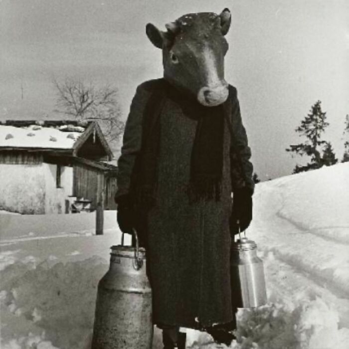 Back In The Old Days, Cows Would Walk 15 Miles In The Snow, Uphill Both Ways, To Get You Your Milk