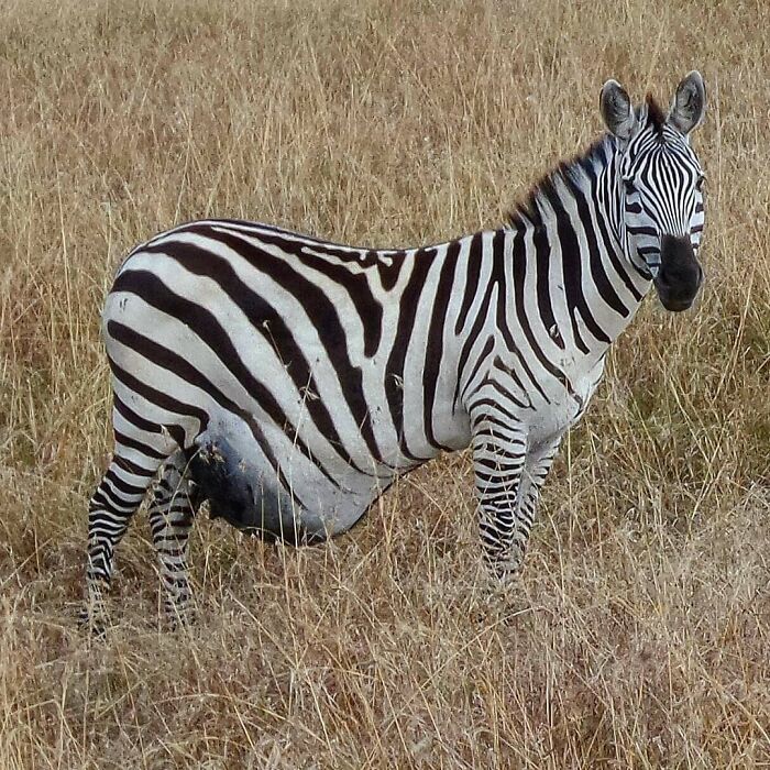 A Pregnant Zebra At Masai Mara National Park