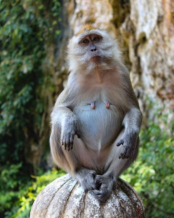 Pregnant Monkey
