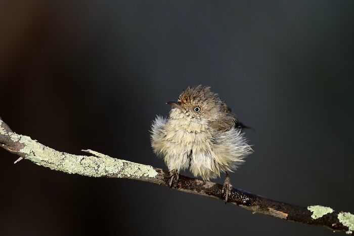 Backyard Birds: "Good To Be Alive!" By Patrick Kavanagh (Shortlist)