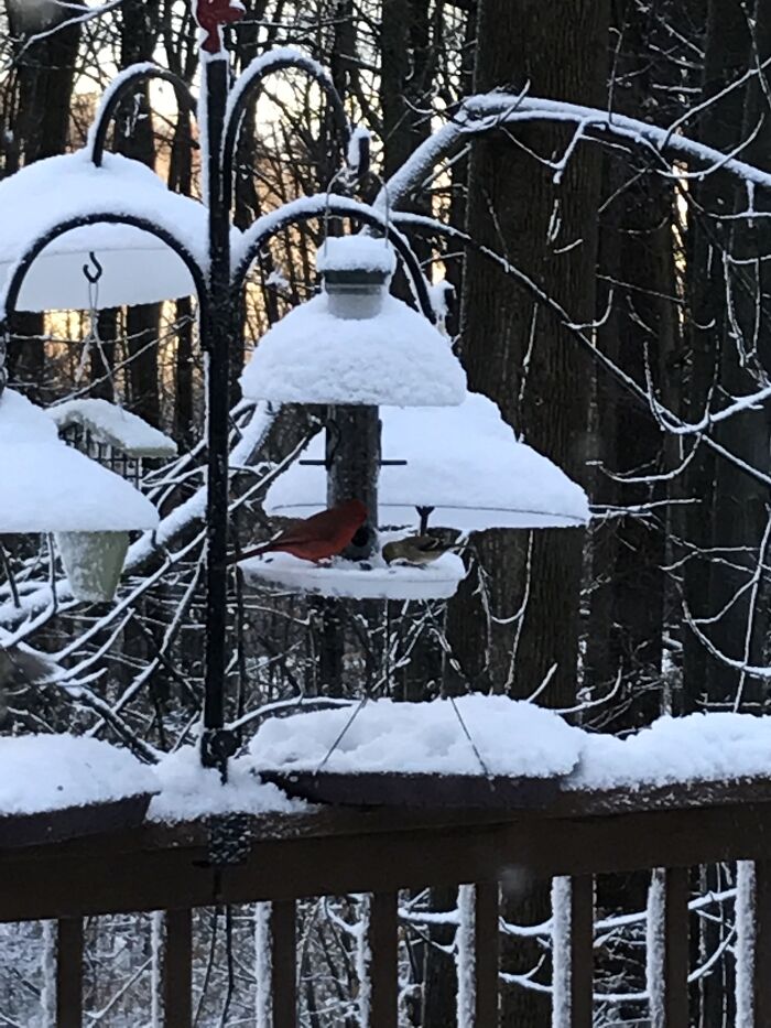 Cardinal And Goldfinch Sharing!