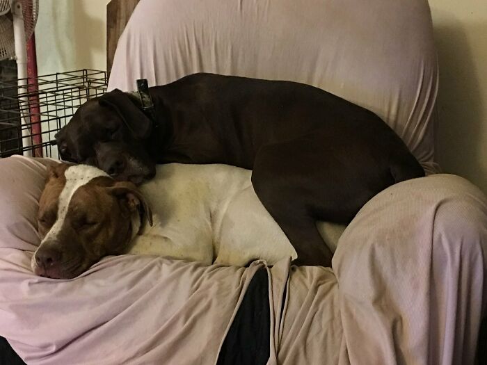 Lucy And Her New Sister Sassy. They Love Each Other They Sleep Like This All The Time