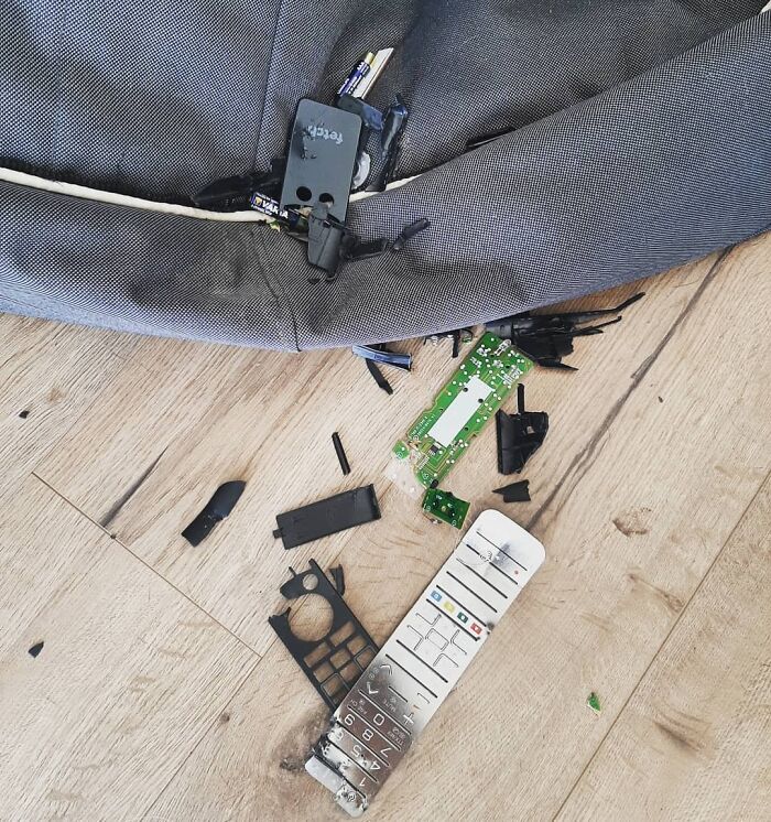 Question: What Does Not Taking Busta For A Walk For 4 Days Look Like? Answer: This