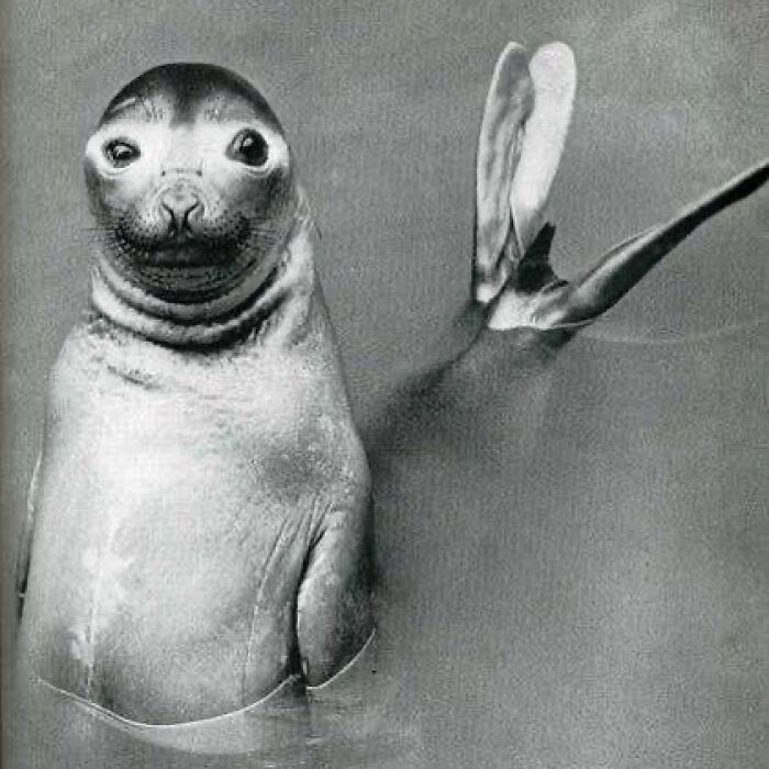 A Curious Sea Lion Poses For The Camera