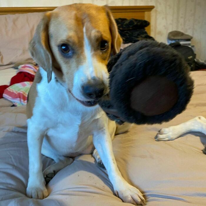 "Mum Put Her Ugg Earmuffs On Me For A Laugh, So I Punished Her By Shaking Them Off My Head And Chewing Them. I Did Not Give Them Back. Nobody Makes A Fool Of Me"