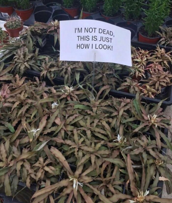 Nonsense-Pics-Memes-Emotionalclub