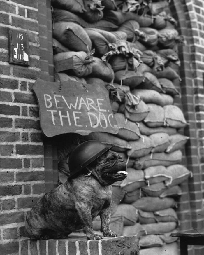 A Helmeted Bulldog Guarding A Family Outside A Block Of Flats During The Blitz. This Photo Was Taken On October 15th, 1940