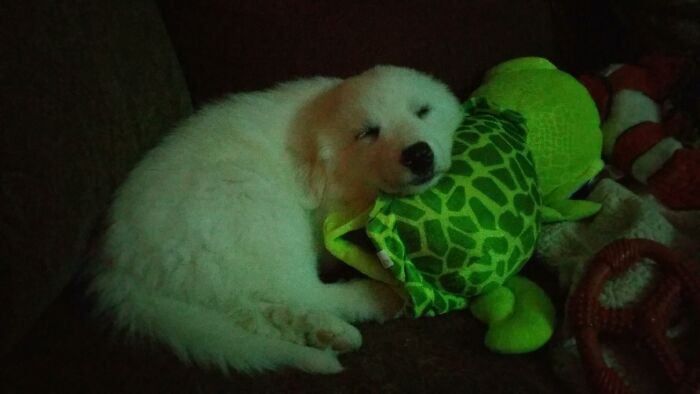 Our Baby Polar Bear (Great Pyrenees)