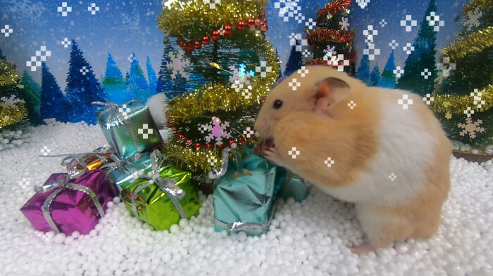 I Made A Christmas-Themed Obstacle Course For My Hamster Where In The End, It Reaches The Presents (15 Pics)