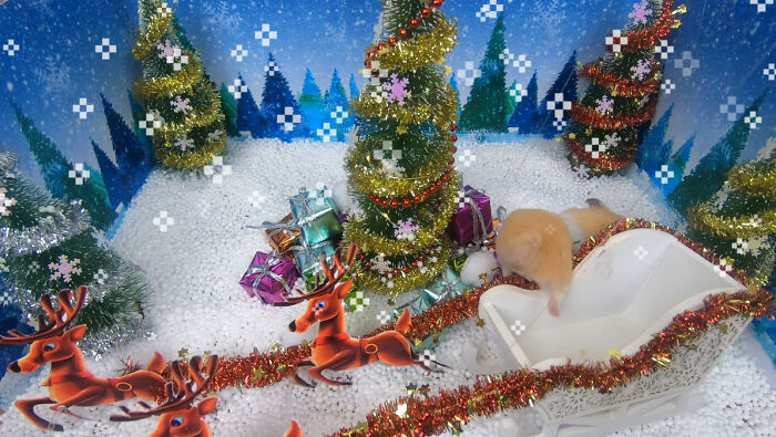 I Made A Christmas-Themed Obstacle Course For My Hamster Where In The End, It Reaches The Presents (15 Pics)