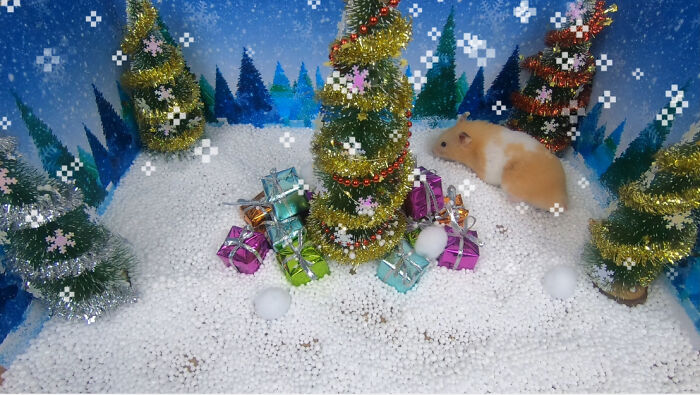 I Made A Christmas-Themed Obstacle Course For My Hamster Where In The End, It Reaches The Presents (15 Pics)