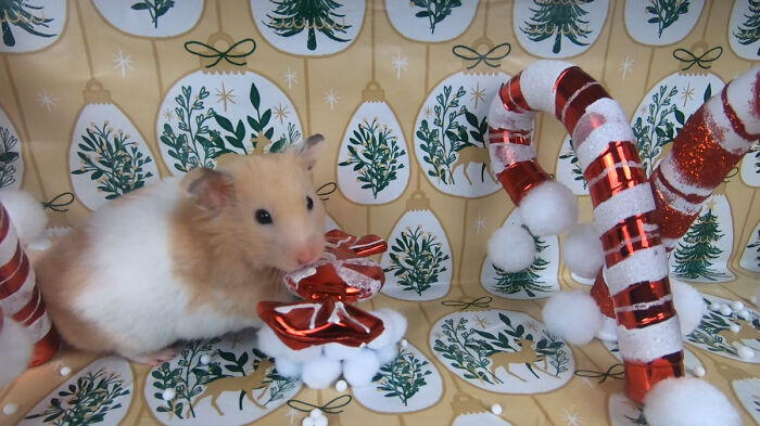 I Made A Christmas-Themed Obstacle Course For My Hamster Where In The End, It Reaches The Presents (15 Pics)
