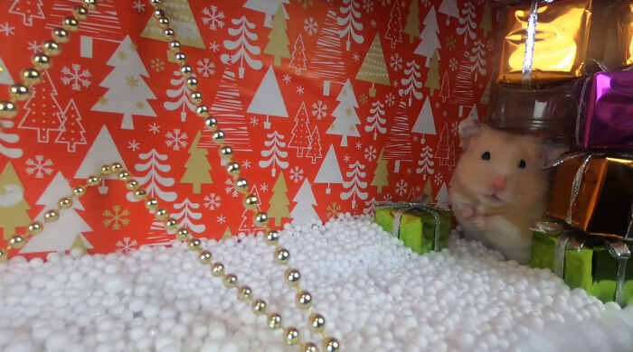 I Made A Christmas-Themed Obstacle Course For My Hamster Where In The End, It Reaches The Presents (15 Pics)