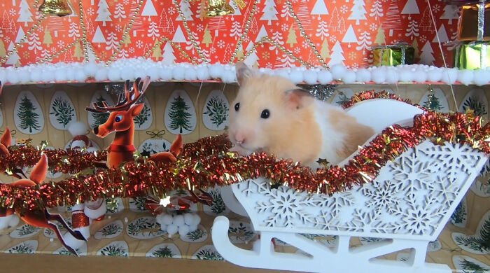 I Made A Christmas-Themed Obstacle Course For My Hamster Where In The End, It Reaches The Presents (15 Pics)