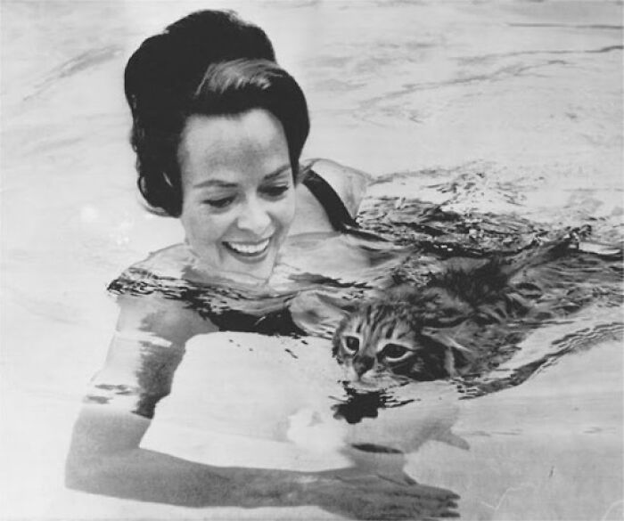 June Lockhart Swimming With Her Cat George At Her Hollywood Home, 1963