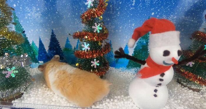 I Made A Christmas-Themed Obstacle Course For My Hamster Where In The End, It Reaches The Presents (15 Pics)