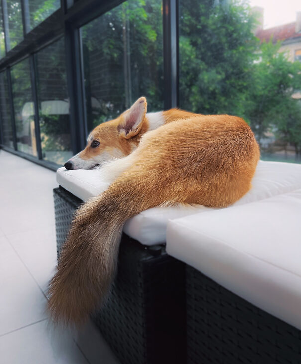 Meet Kobis - A Corgi That Knows Over 60 Tricks Including Riding A Skateboard, Painting, Playing Basketball And More