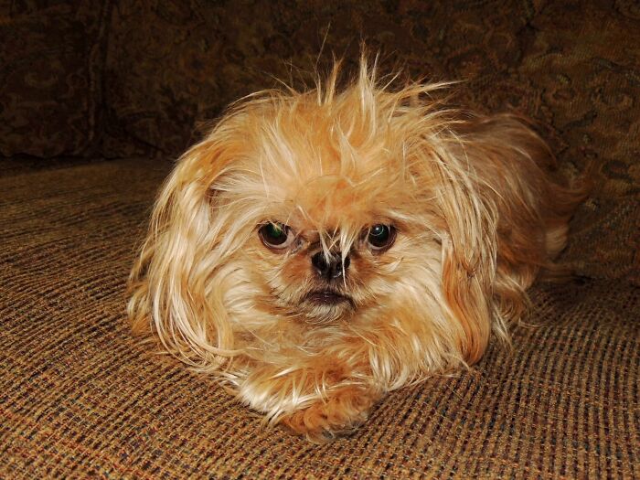 Cricket Trump Coiffed