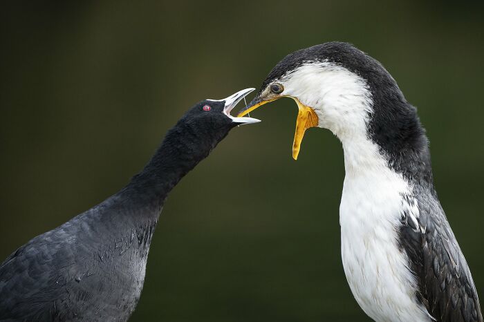 Bird Behavior: "Feed Me Please" By Cheng Kang (Winner)