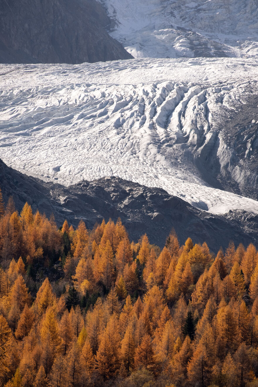The Morteratsch Glacier And Golden Larches
