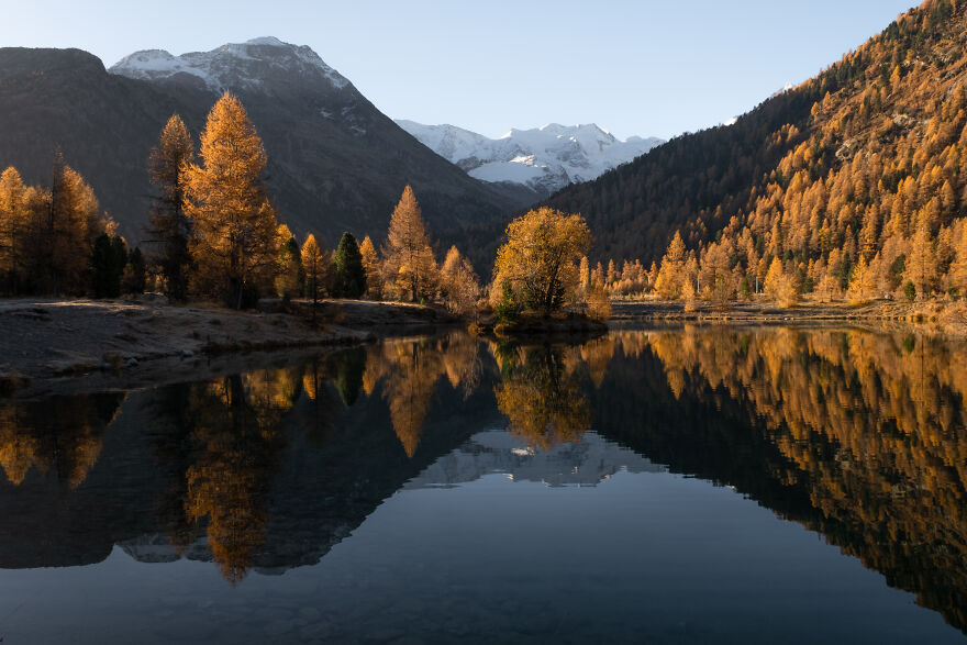Larch Mirror At The Morteratsch Valley, Engadin