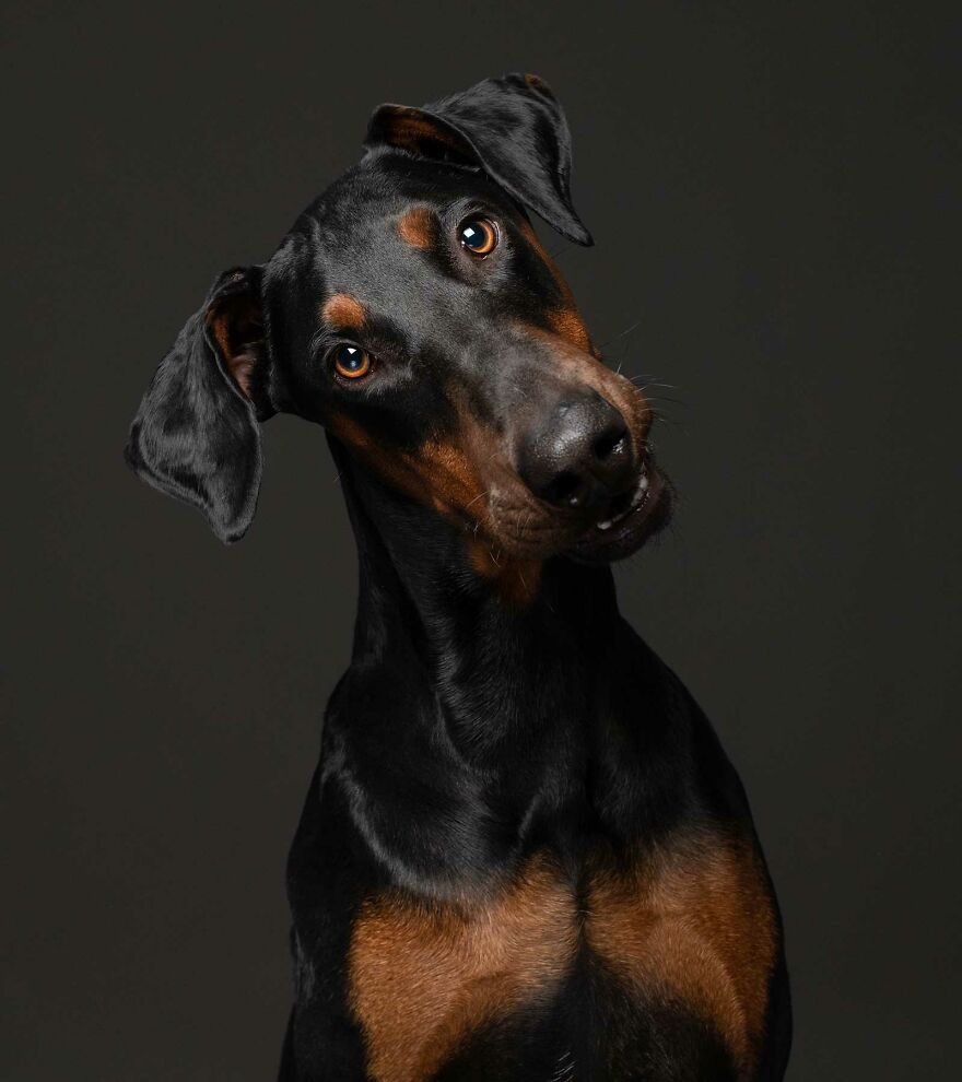 Leo - Found Wandering The Streets Of Johannesburg As A Stray