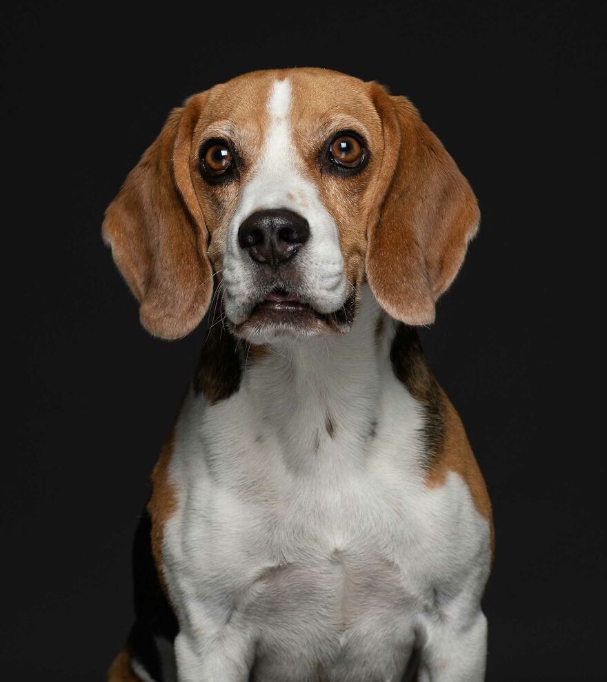 Eddie - Put Up For Adoption After The Family Who Bought Him Couldn't Cope With His Boisterous Behaviour