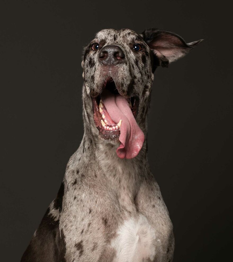 Gunther - Now In His Fourth (And Final) Home He Was Passed Around From Place To Place By People Who Couldn't Cope With Him