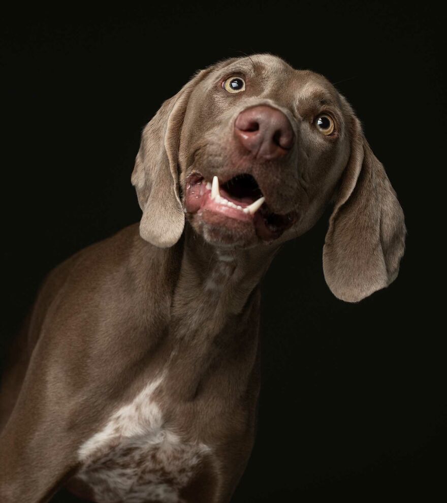 Jesse - Given To A Weimaraner Rescue After She Broke Her Leg And The Owners Couldn't Afford The Vet Bills