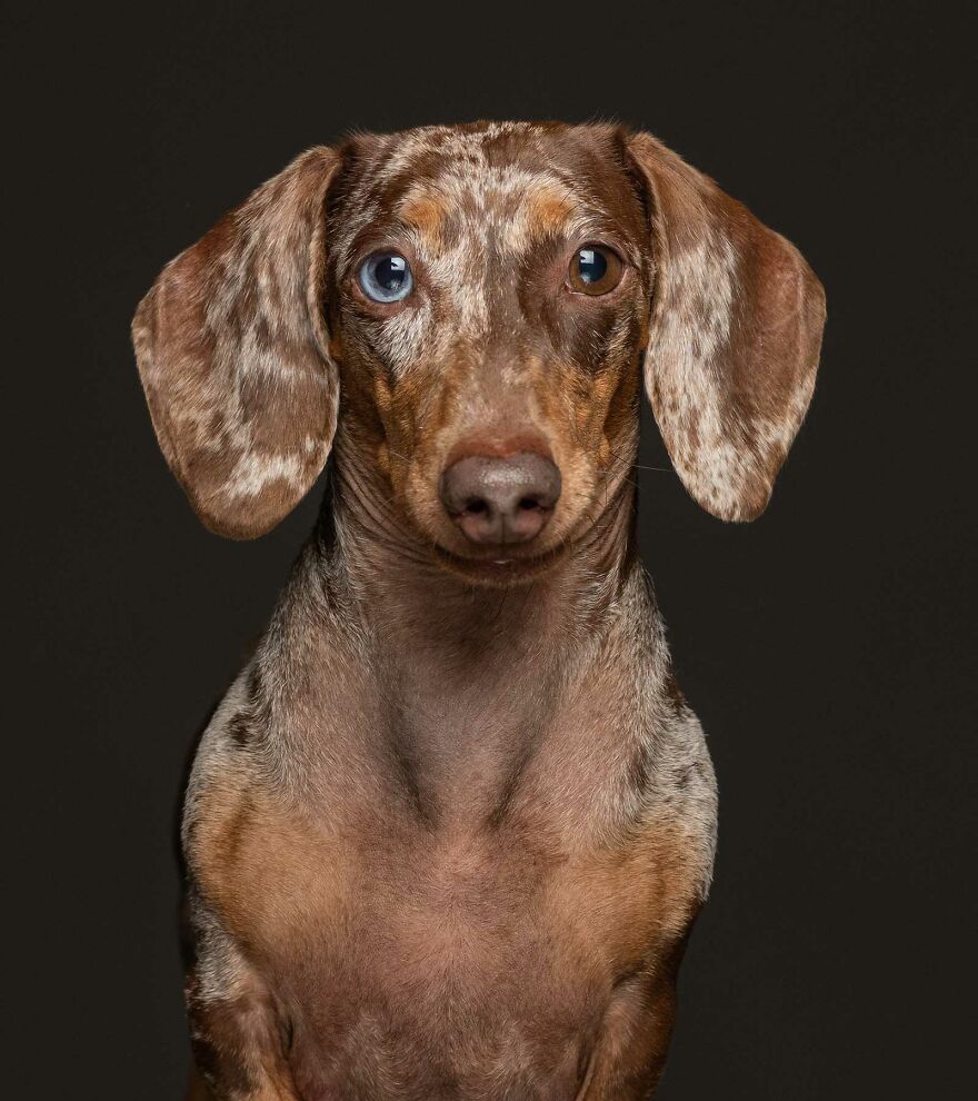 Milo - Confiscated From An Abusive Home