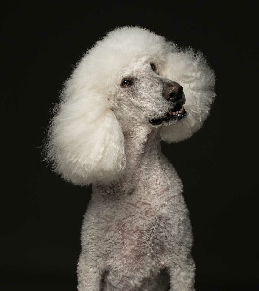 Luca - Surrendered To A Shelter Because He Chased The Cat