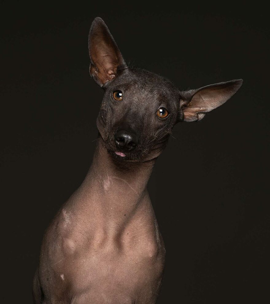 Zapa - Surrendered To A Shelter, No Reason Given