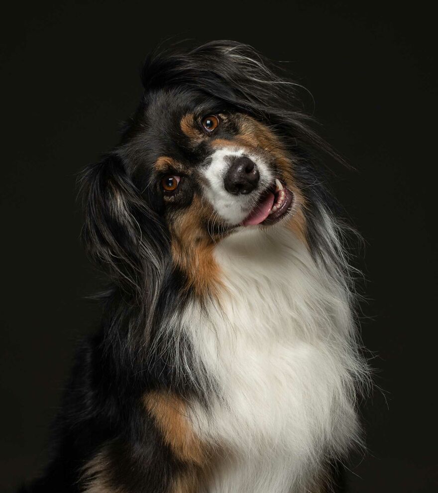 Callie - Rehomed After Her Breeder Died