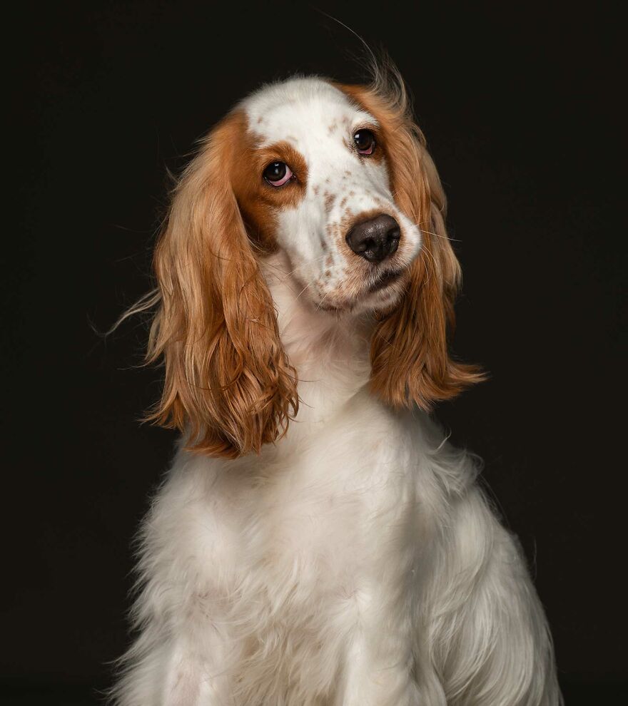 Chucky - Surrendered After His First Owners Couldn't Cope With His Energy Levels