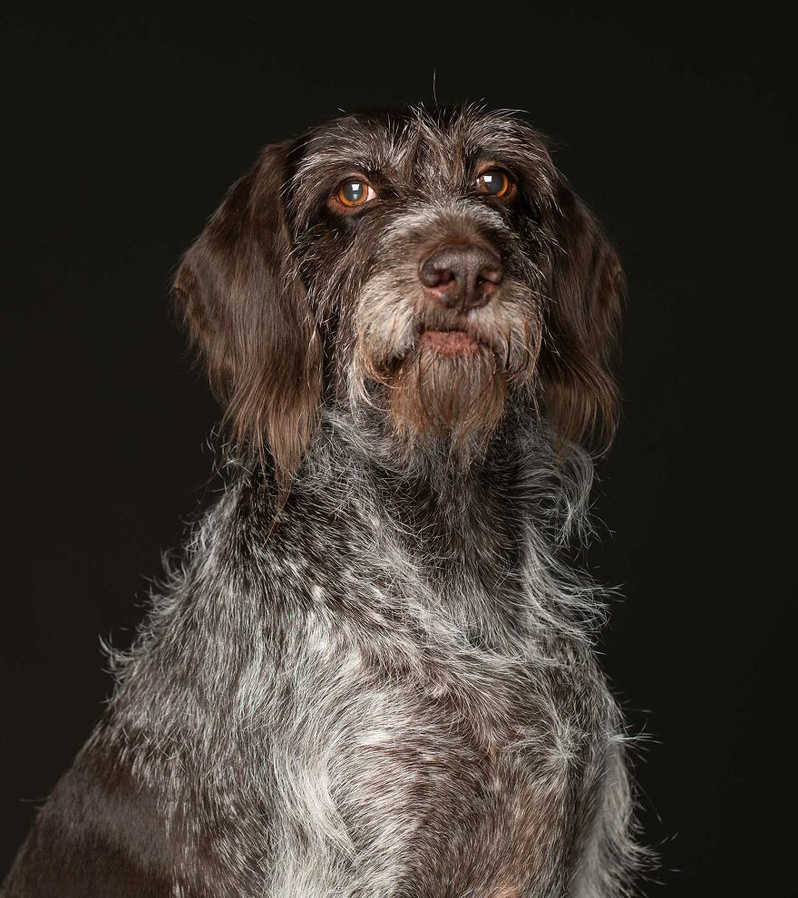 Maddy - Rehomed After She Was No Longer Of Use To Her Breeder