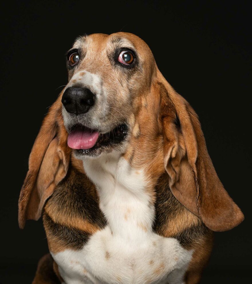 Bonnie - Found Wandering The Streets After Escaping From A Backyard Breeder