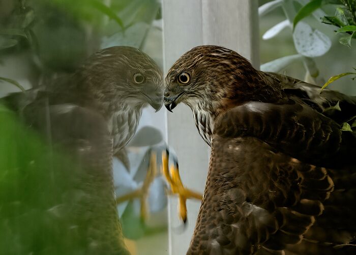 Backyard Birds: "Reflection" By Patricia Sweet (Shortlist)