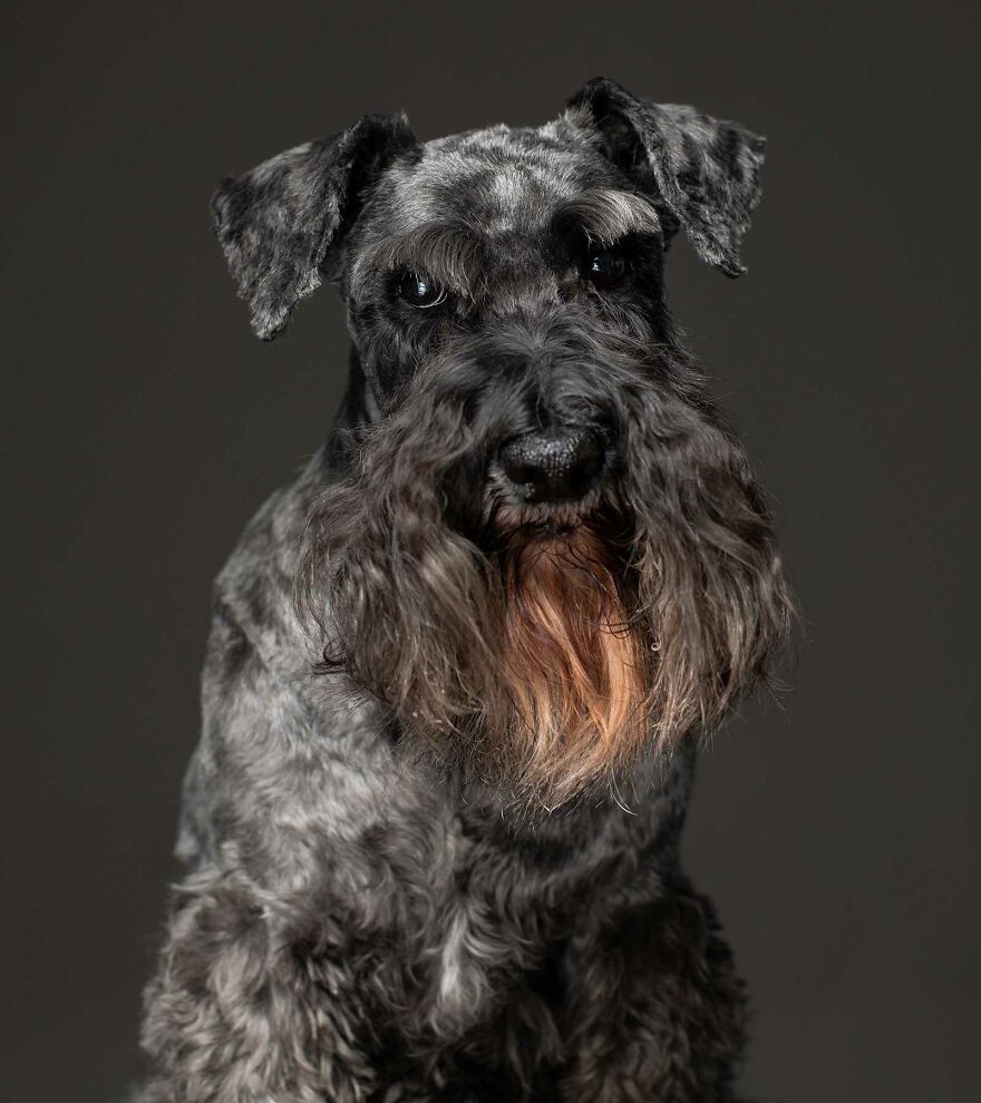 Lisa - Used As A Puppymill Machine Until She Was Too Old