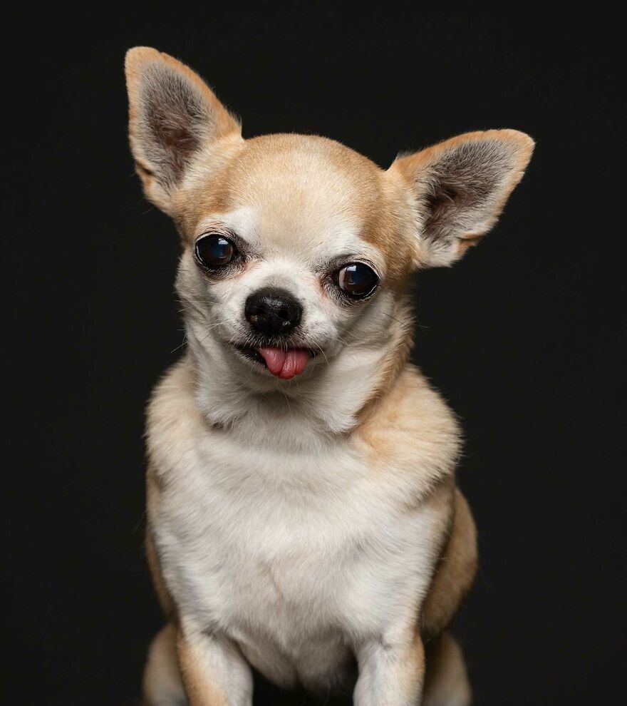 Queenie - Used As A Puppymill Machine And Kept In A Cage For 8 Years