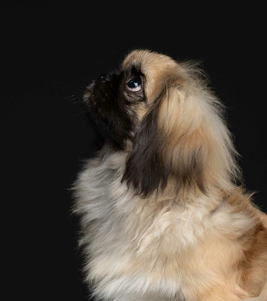 Bonsai - Part Of An Unwanted Litter Of Puppies