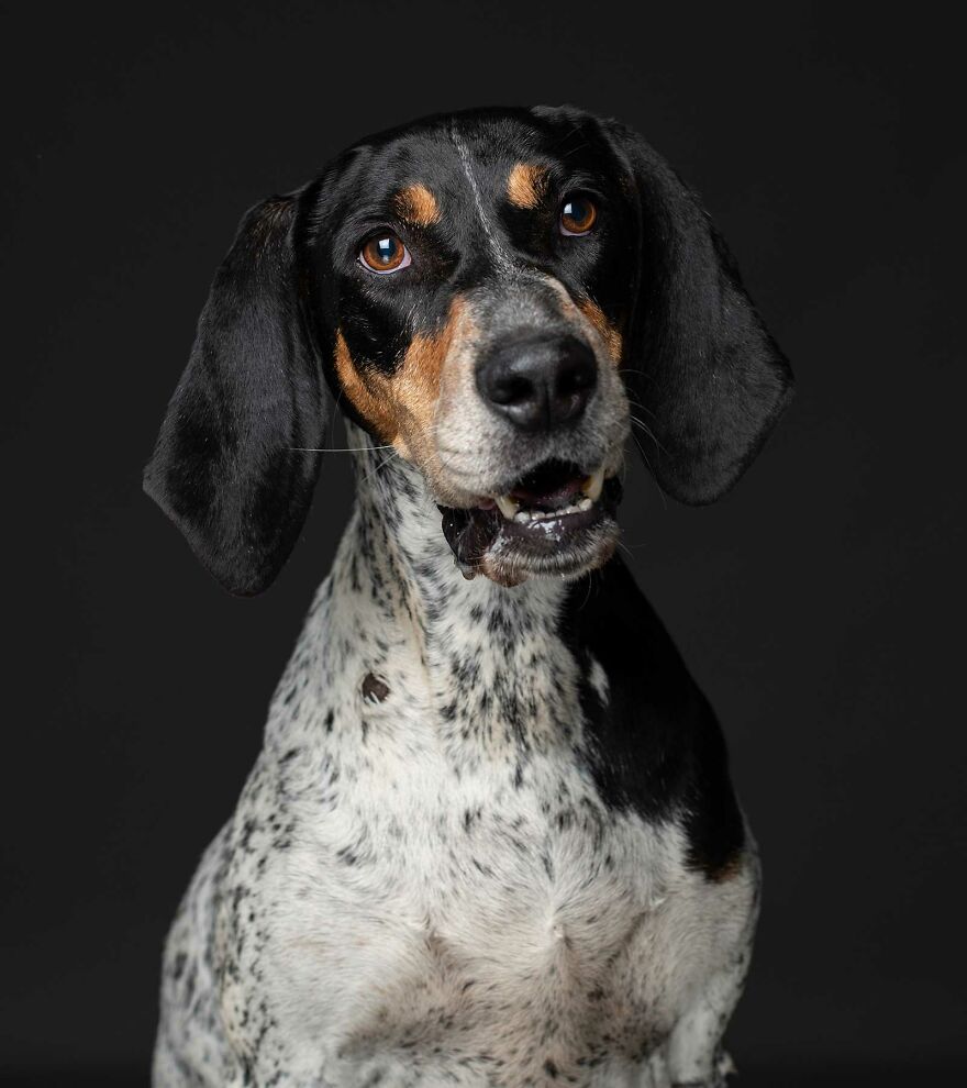 Leila - Now In Her 7th Home (Please Read The Article For Her Story)