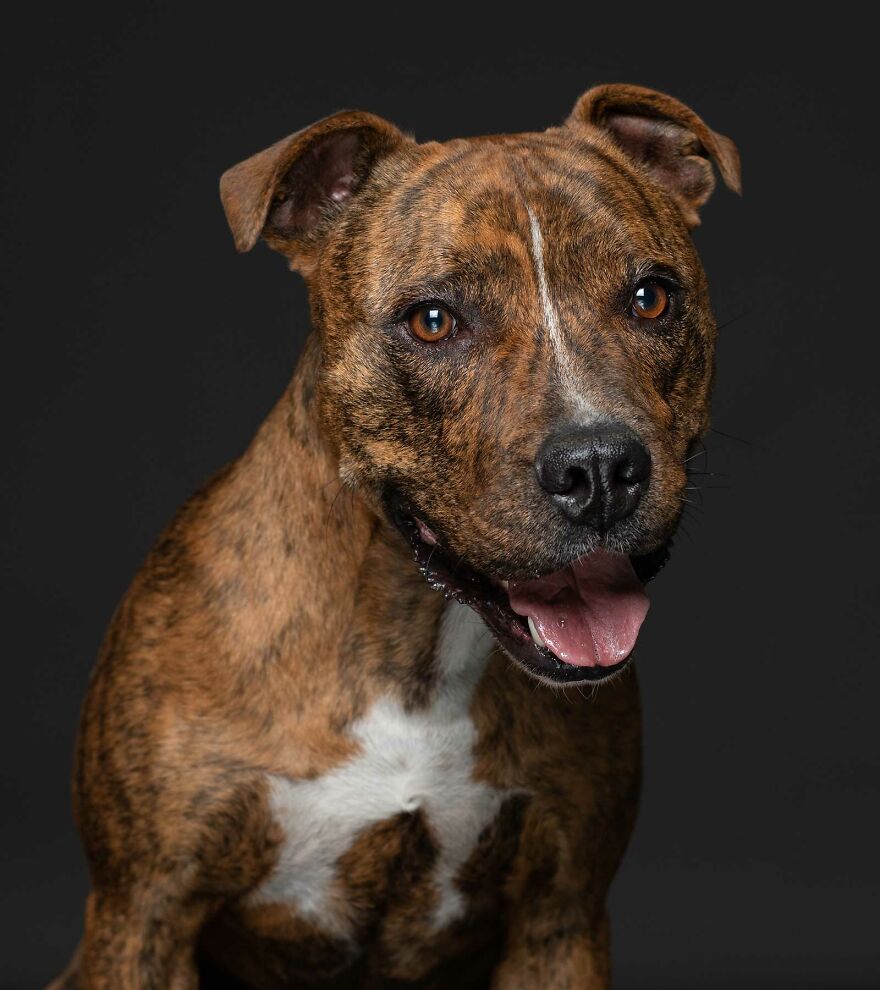 Tyson - Unwanted Because He Was Too Energetic