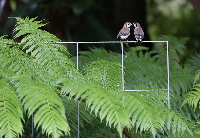 Backyard Birds: "Double-Barred Finches In The Backyard" By Janet Poczwa (Shortlist)