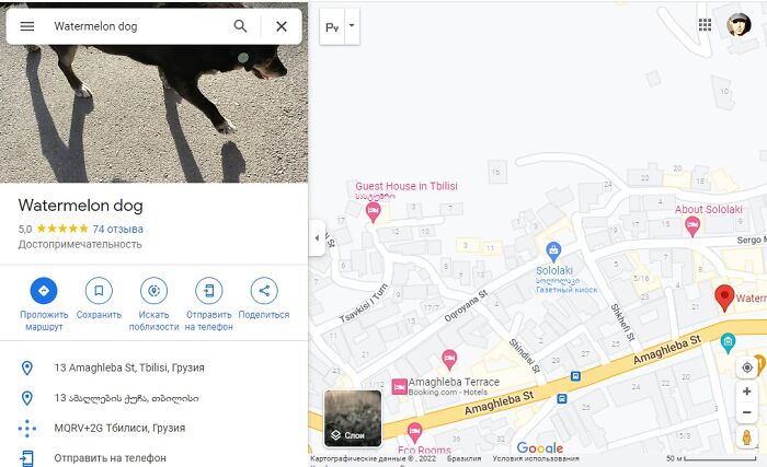 This Dog Is A Local Landmark In Tbilisi, Georgia With A Personal Google Maps Mark And Positive Reviews