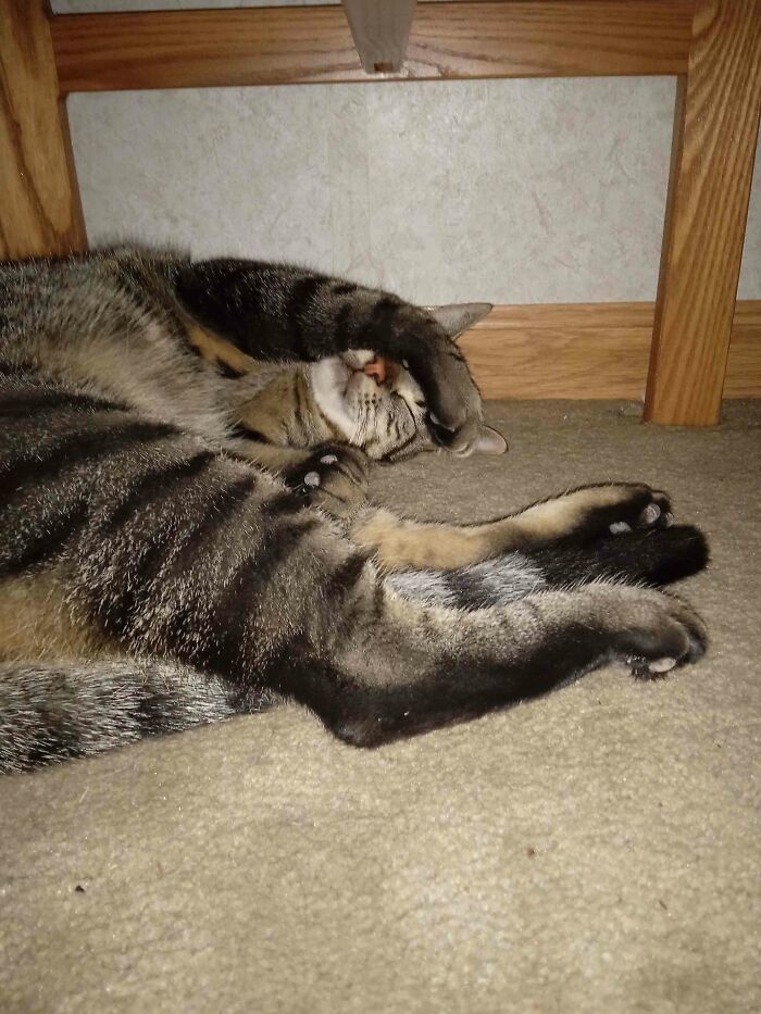 Not Much Of A Hunter, More Of A Sleeper