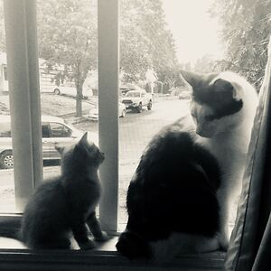 puffypandapaw avatar