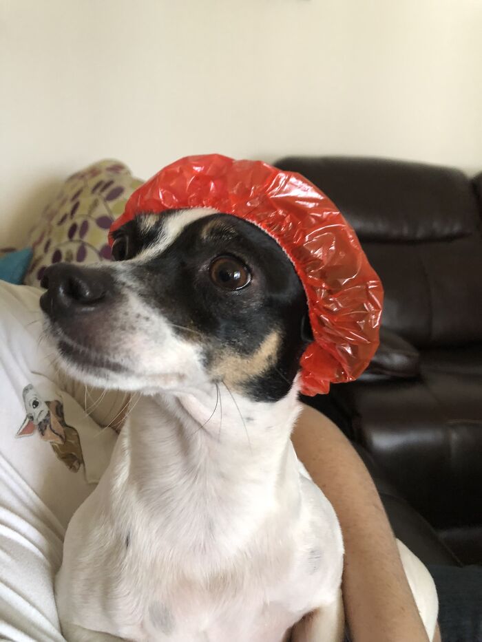 My Dog Minnie In A Shower Cap